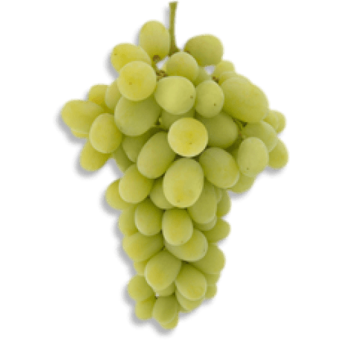 Green Seedless Table Grapes
