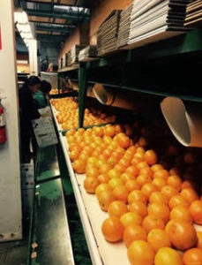 Navel Oranges — Farm Fresh Fundraising